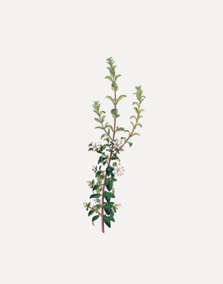Winter Botanical
