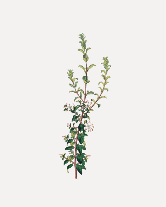 Winter Botanical, Full Bleed