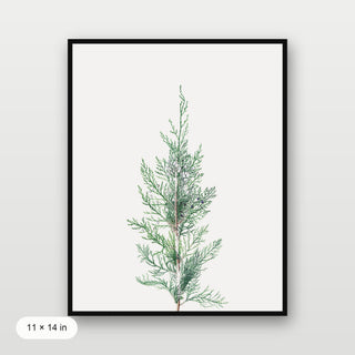 Winter Branch