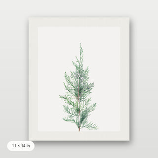 Winter Branch