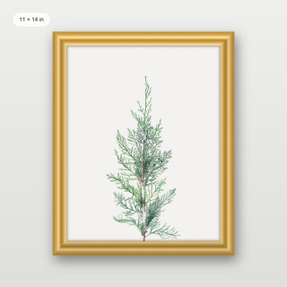Winter Branch