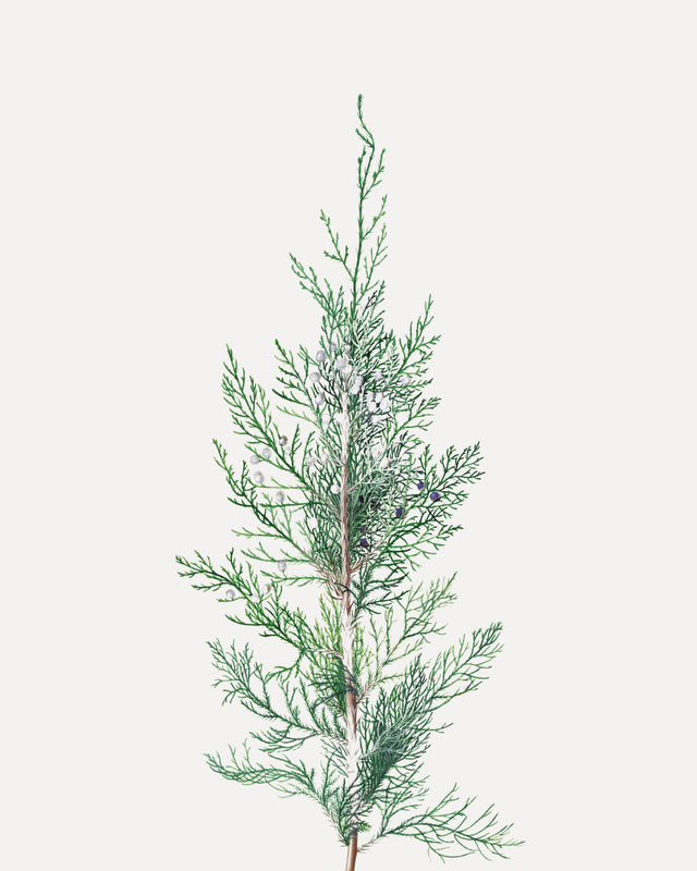 Winter Branch, Full Bleed
