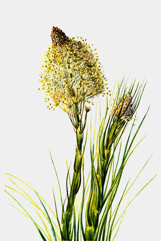 Tall Flower