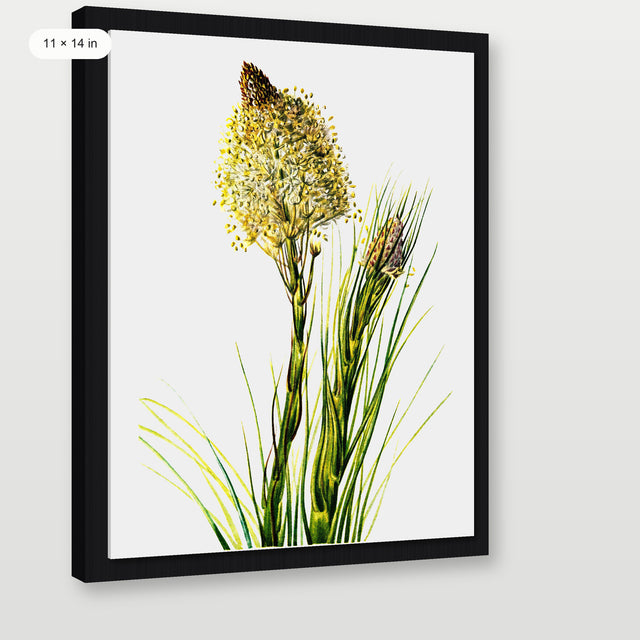 Tall Flower, Black Floater Frame