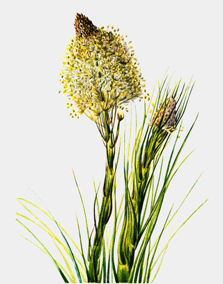 Tall Flower