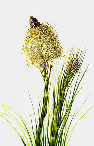 Tall Flower