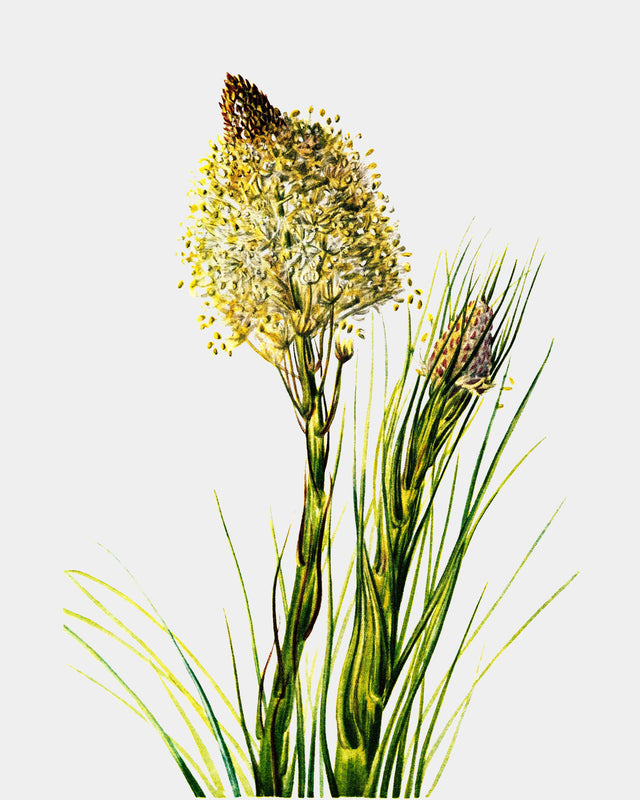 Tall Flower, Full Bleed