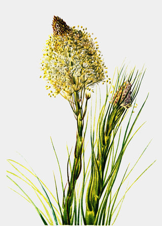 Tall Flower
