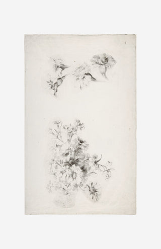 Botanical Parchment