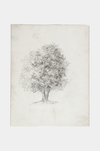 Apple Tree Sketch