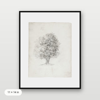 Apple Tree Sketch