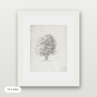Apple Tree Sketch