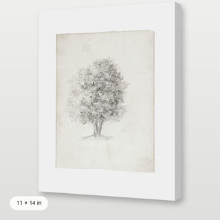 Apple Tree Sketch