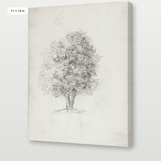 Apple Tree Sketch, Gallery Wrap