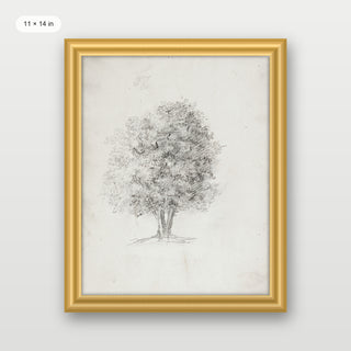Apple Tree Sketch