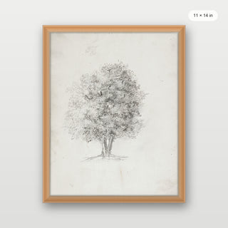 Apple Tree Sketch