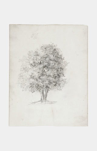 Apple Tree Sketch