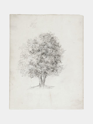 Apple Tree Sketch