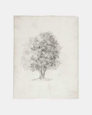 Apple Tree Sketch