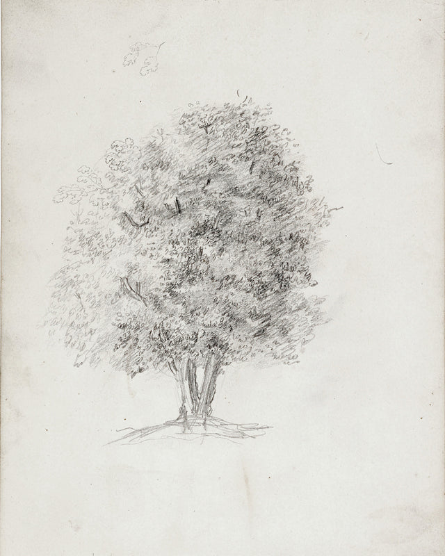 Apple Tree Sketch, Full Bleed