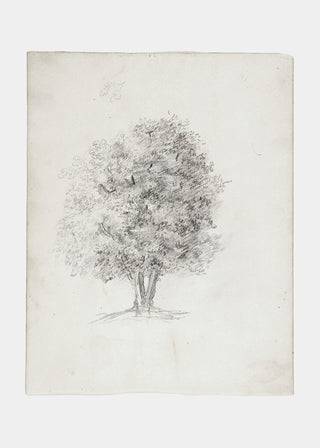 Apple Tree Sketch