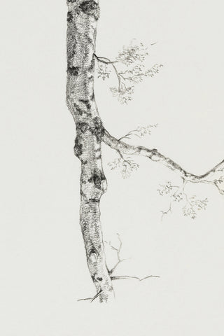 Birch Branch Sketch