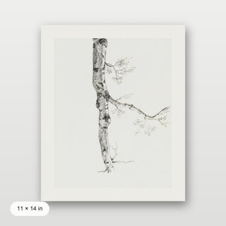 Birch Branch Sketch