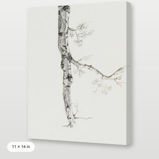 Birch Branch Sketch