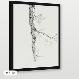 Birch Branch Sketch