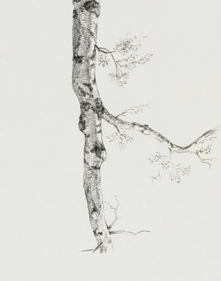 Birch Branch Sketch