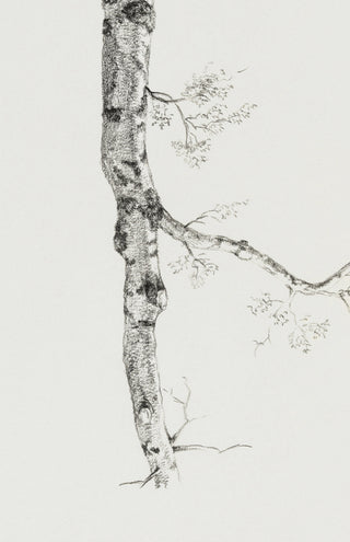 Birch Branch Sketch