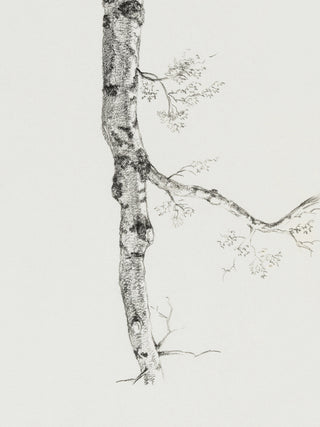 Birch Branch Sketch