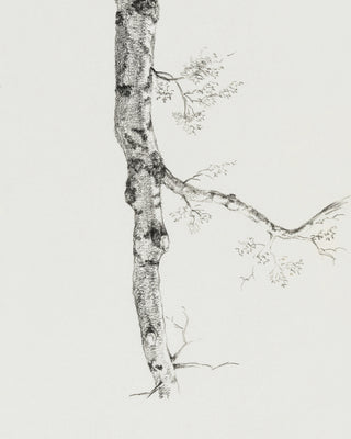 Birch Branch Sketch