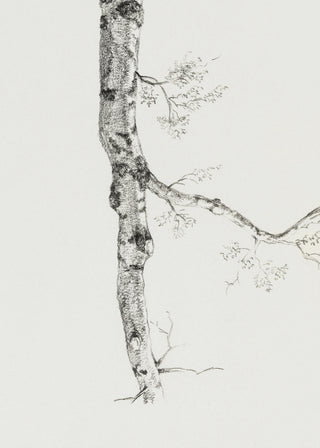 Birch Branch Sketch