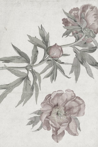 Spring Roses