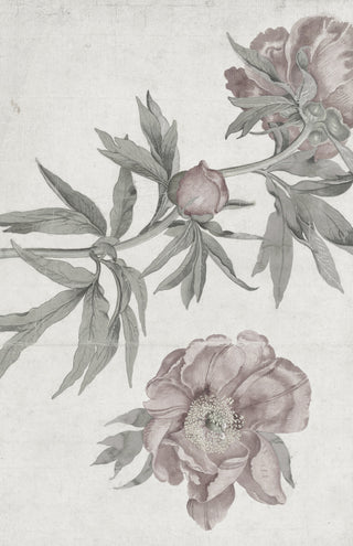Spring Roses