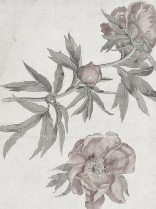 Spring Roses
