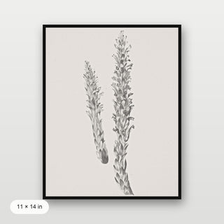 Hay Stem Sketch