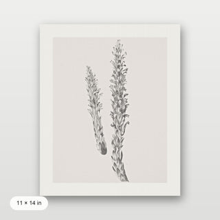 Hay Stem Sketch
