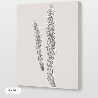 Hay Stem Sketch