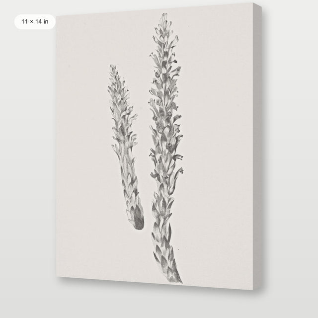 Hay Stem Sketch, Gallery Wrap