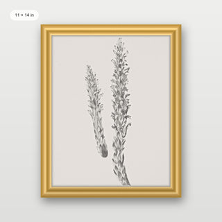 Hay Stem Sketch