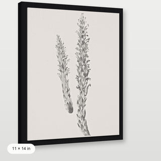 Hay Stem Sketch