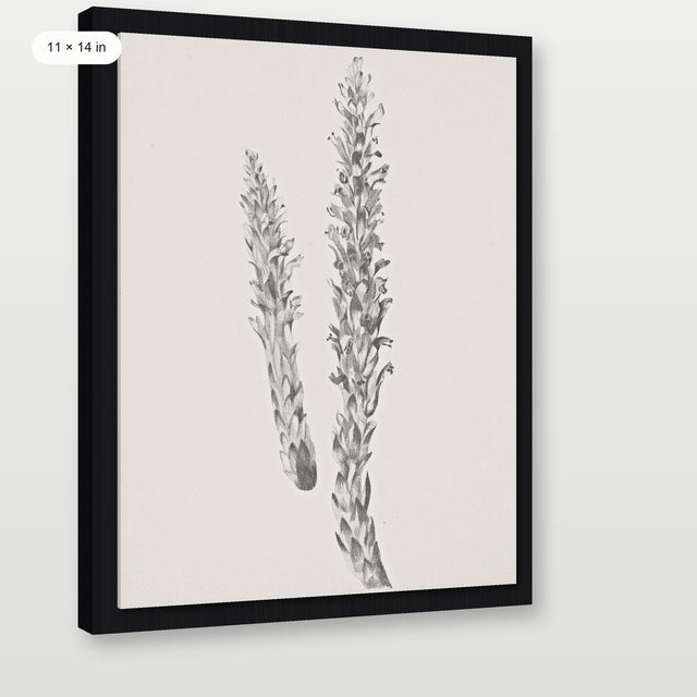 Hay Stem Sketch, Black Floater Frame