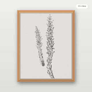 Hay Stem Sketch