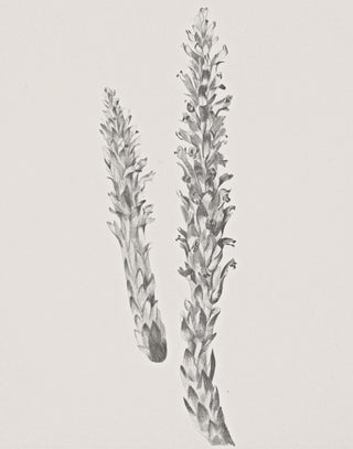 Hay Stem Sketch