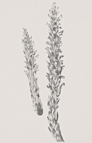 Hay Stem Sketch
