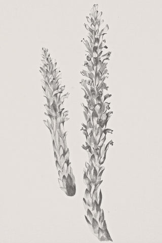 Hay Stem Sketch