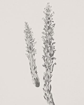 Hay Stem Sketch
