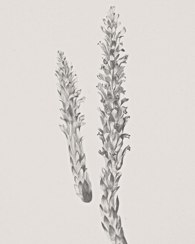 Hay Stem Sketch, Full Bleed